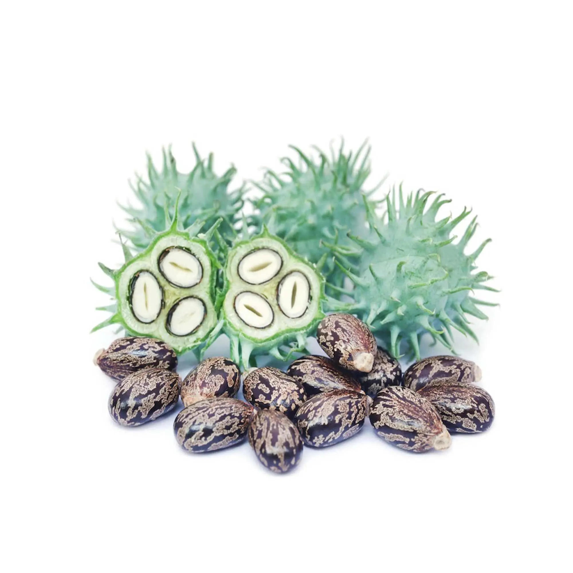 Castor seeds supplier in India